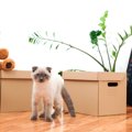 猫と『快適に暮らせる家』を探すときに必要な3つの条件　失敗しがちな…