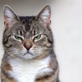 愛猫が『あなたをにらみつけている』4つの気持ち　必ずしも怒っている…