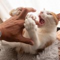 猫が「撫でないで！」と全力拒否している仕草4つ