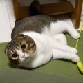 猫じゃらしで遊んでアピール！おねだりに成功した猫さんが可愛い