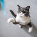 猫との暮らしで起こりがちな『困った行動』5選　あなたも経験ある？上手な…