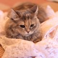 猫が飼い主に『クレーム』をつけたい時の行動3つ