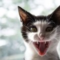夏の納涼に！？『猫にまつわる化け物・妖怪』4選　化け猫に猫又…怖いけど…