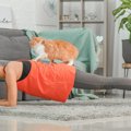 筋トレやストレッチを猫が邪魔する理由４つ