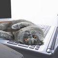 猫だって『孤独』を感じることがある！さみしさを感じている猫の3つの…