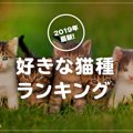 【アンケート結果発表！】好きな猫種と飼っている猫種にはこんな差が！