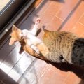 子猫vs先住猫の『ガチバトル』が勃発…『先住犬の仲裁』で事なきを得る…