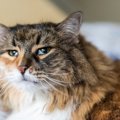 猫の目から『白い膜』が出たままに！？2つの対処法とやってはいけない…