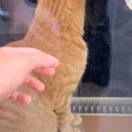 日向ぼっこ中の愛猫→飼い主さんが外から窓を叩くと…とんでもなく尊い…