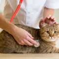 猫の体調不良で『自己判断』はキケン？絶対NGな3つの行動