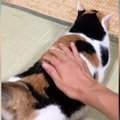 おしりを撫でられる三毛猫→飼い主さんが『手を止める』と…たまらなく…