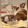 お風呂のフタの上で温まっていた猫たち→『おいで』と呼ぶと……可愛すぎ…