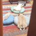 猫と犬がいる部屋の扉を開けてみたら…まさかの『生贄を捧げてる光景』…