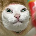 おやつを見せると『ハンモックの穴から顔を出した猫』→舌を出して…ま…