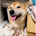 雷が怖くて震えていた柴犬に……猫たちが見せた『優しい行動』に涙が止まら…