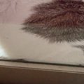 ふと窓を見たら、愛猫が『とんでもない状況』に……可愛すぎる『SOSの光景』…