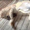 子猫の頃だいすきだったぬいぐるみ♡猫ちゃんは今でも覚えてる？