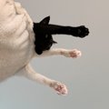 キャットタワーを見上げると3本の脚が見えて…『横』から見てみると？→…