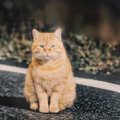 寒い夜、『１匹の野良猫』に声をかけた結果→翌日、『驚きの光景』が………
