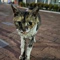 10年以上も外で過ごしていた『ボロボロの地域猫』→保護されると…当時が嘘…
