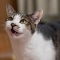 猫が『長く鳴いている』ときに考えられる意味3つ　どんな心理が考えら…