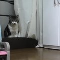 ハプニング発生でテンション駄々下がりな猫ちゃん