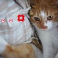 抱っこイヤ！お兄ちゃんと猫ちゃんが喧嘩したその理由とは？