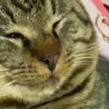 お昼寝していたキジトラ猫→そっと頭を撫でると……あざと可愛い『甘え方…