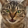 保護できなかった野良猫と半年ぶりの再会→まさかの『妊娠』が判明して…129…