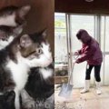 荒れ果てた室内に12匹の猫…多頭飼育崩壊から緊急保護！