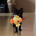 ぬいぐるみを投げると持ってきてくれる子猫→見失ってしまった結果…可愛す…