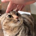 噛んできた猫に『痛いよ』と注意→『立ち去った』と思ったら…可愛すぎる行…
