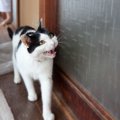 猫と接する時の距離感やしつけ方