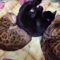 仲良し猫ちゃんズ♡おやすみタイムはみんなで猫団子♡