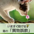 【異物誤飲はいつおこる？】いますぐ防げる猫の「異物誤飲」（獣医師…