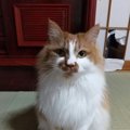 野良猫を保護するとき「覚悟」するべきこと３つ