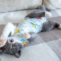 猫は『洋服』を着るのがストレスになる？必要になる場合と、着せる際の注…