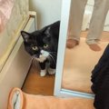 猫を『5日ぶりに迎えにいった』結果…飼い主を見たときの反応に涙が止…