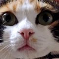 ケージの上で『くつろいでいた三毛猫』→お腹を見ると……『たまらない光…