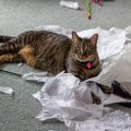 猫にとって『ティッシュ』が魅力的な理由4つ　遊びたがるのはどうして？イ…