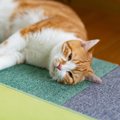 猫の『筋力低下』が起こる５つの原因！飼い主がすべき予防策とは？