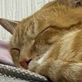 『本当にビックリした』→眠っている猫のそばにあった『まさかのモノ』とは…