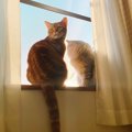 猫が『お留守番が得意』と言われている３つの理由