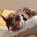 スリスリ！甘えたタイムの猫さん