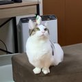 無理なものは無理！諦めの早い子猫ちゃん♡