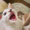 猫が甘えてきたときに飼い主が取るべき『正しい対応』３つ