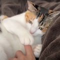 もふもふ！猫ちゃんと一緒に朝からのんびり♡