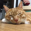 猫に腕枕♡猫と仲良く寝る方法4選