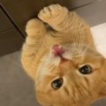 新居に来て３日目→愛猫が最初に覚えた『可愛すぎる行動』に笑顔になる人が…