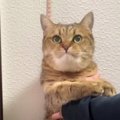 ぽっちゃり？猫ちゃんを身体測定してみた結果…